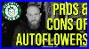 Pros-U0026-Cons-Of-Growing-Autoflowers-01-da